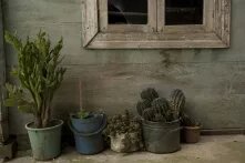 მცენარეები ხის სახლის რაფაზე