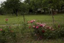 ვარდები ეზოში