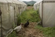 შინაური ცხოველები სათბურთან