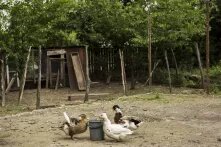 შინაური ფრინველები ეზოში