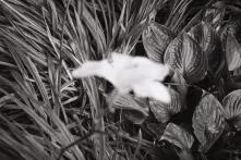 ყვავილის ფოტო